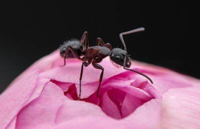 Ant Group presenta Ling 2.0: modelos de lenguaje MoE para mejorar la capacidad de razonamiento
