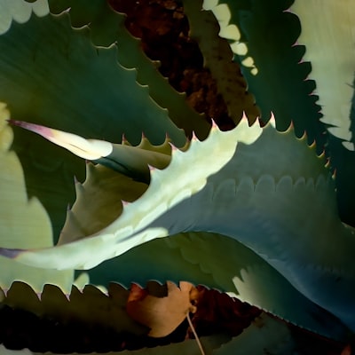 El Shark BlastBoss: un soplador de hojas para interiores