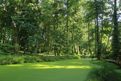 Eco-Friendly Synthetic Grass for Modern Landscaping in Alabama