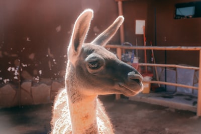 Construcción de un Chatbot con Groq y Llama 3: Guía Paso a Paso