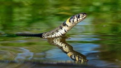 Configurar migraciones de base de datos a nivel de sesión en Python