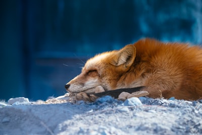 Microsoft bloquea servicio de firma de malware usado por Fox Tempest