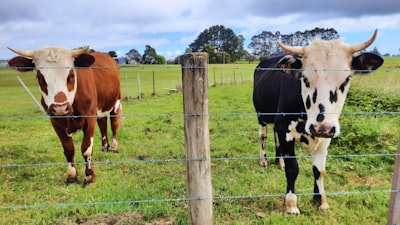 Aplicaciones agrícolas con IA aumentan retornos en Australia