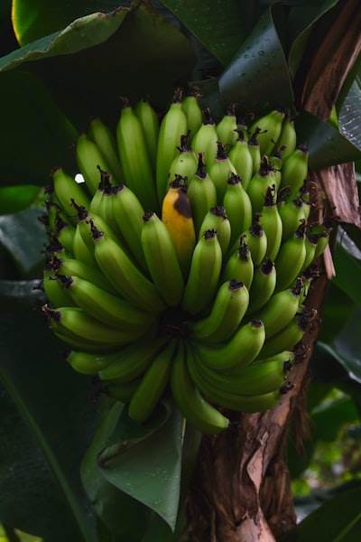 Concentrado de puré de plátano: impulso para la innovación en alimentos y bebidas