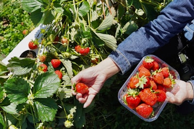 Reducción de errores de agarre en cosecha robótica de fresas