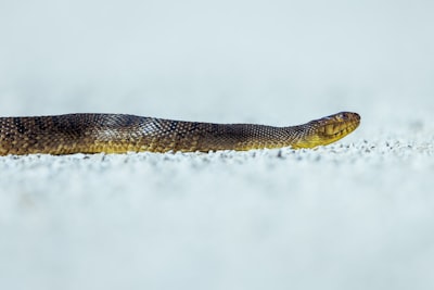 Python Workers: Arranques rápidos en frío, paquetes y flujo de trabajo uv-first