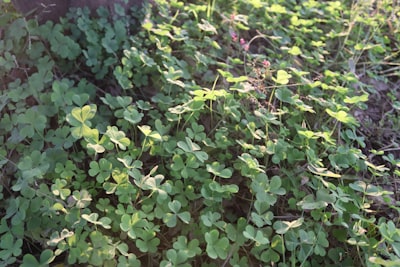 CLOVER: Estimación de Valor en Bucle Cerrado para Conducción Autónoma