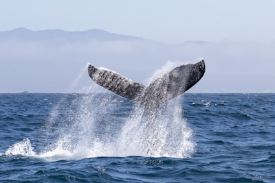 ¿Ballenas de BTC compran esta criptomoneda barata antes del lanzamiento del protocolo?