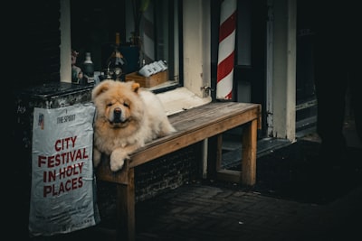 Revisión de la fortuna de Pet Authority