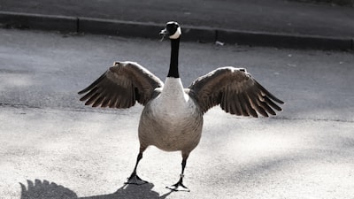 Codificación de Agente Gratuita con Goose