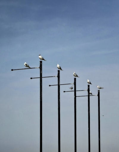 Calibración de incertidumbre en clasificadores de sonido de aves
