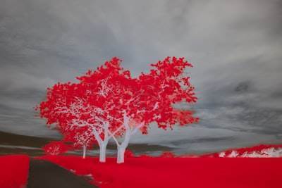 Optimización de Renderizado en Tiempo Real con Poda Adaptativa de Grafo de Escena y Síntesis de Texturas Neurales