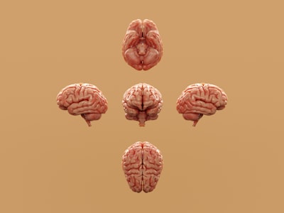 Neuroprobe: Evaluación de respuestas intracraneales a estímulos naturalistas