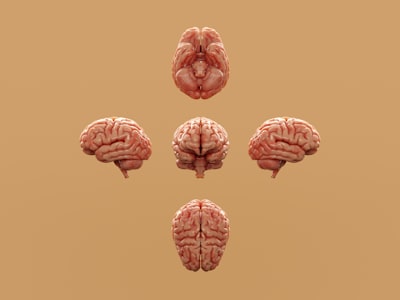 Modelos de base cerebral para inferencia eficiente y multiplataforma