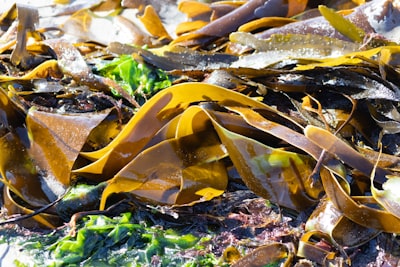 Alerta: Kelp DAO pierde 293 millones de dólares