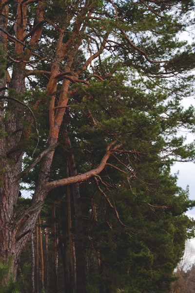 Consistencia de Árboles Honestos y Bosques Aleatorios