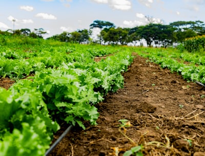 Agricultura controlada por IA: infraestructura resiliente para la cadena de suministro de frescos en EE.UU.