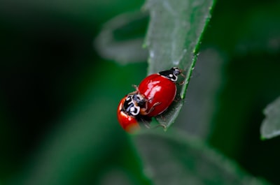 Navegador web independiente Ladybird adopta Rust con ayuda de IA