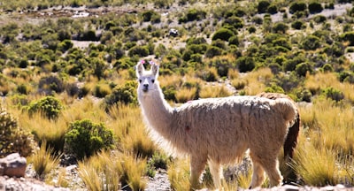 LLAMA LIMA: Meta-análisis vivo sobre la IA generativa en matemáticas