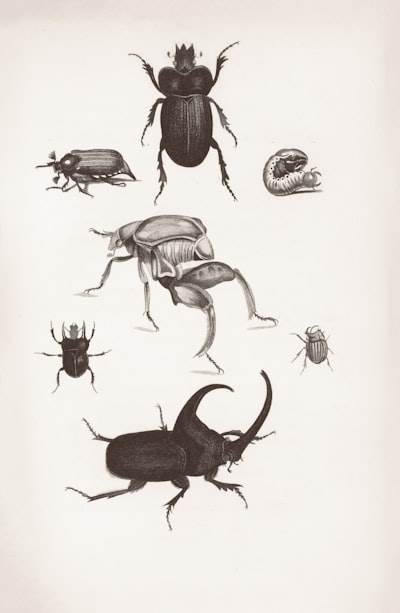 La Historia Del Bug: Historias Aleatorias En La Tecnología De La Información