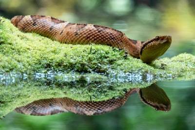 Por qué los números pequeños comparten identidad en Python