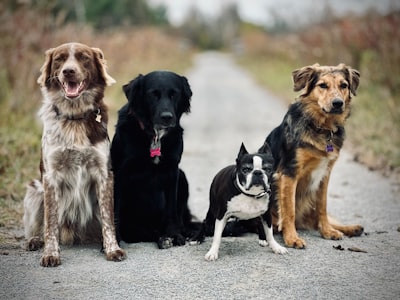 Top 5 Expertos en software de gestión de clínicas veterinarias en Madrid