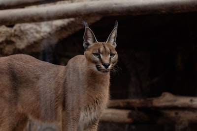 Caracal: Arquitectura Causal con Mezcla Espectral