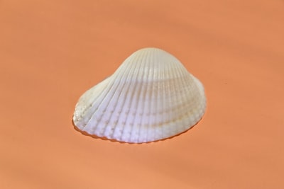 4 shells de Linux que deberías probar