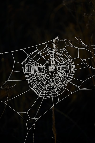 Impacto de una falla en el sistema en una aplicación web API-driven