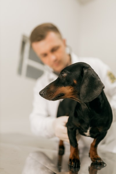 Software de gestión veterinaria en Murcia
