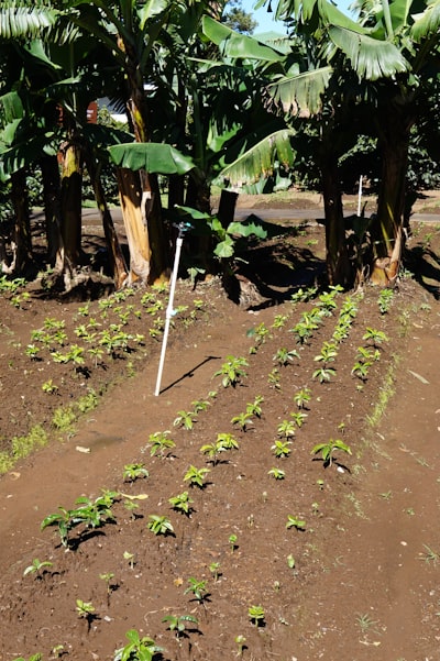 Selección de sensores para recolección de frutas con pinzas de succión