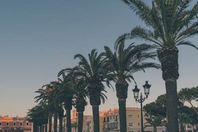 La guía definitiva para encontrar desarrollo de aplicaciones en Palma