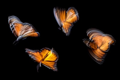 Atractor de Lorenz: la mariposa del caos y la belleza del desorden