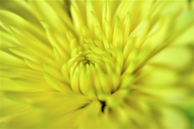  Flower: Un solucionador de emparejamiento de flujo para problemas inversos