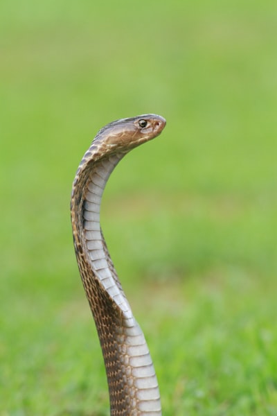 PYTHON BASICS DIA 01