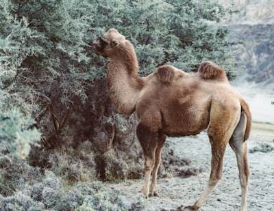 Cómo CAMEL Reconstruyó la Automatización del Navegador: De Python a TypeScript para Agentes de IA Confiables