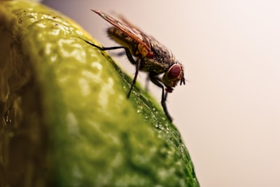 El secreto de la mosca de la fruta para la inteligencia artificial tolerante a fallas: redundancia bien hecha