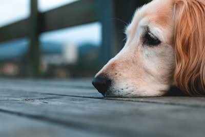 Frases de pérdida de perro que ayudan a superar la tristeza