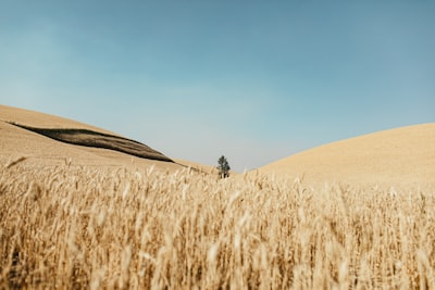 Por qué los campos neurales superan métodos basados en cuadrícula para la imagen temporal espacial