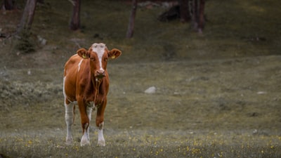 Exploit Dirty COW que afectó a Linux en 2016