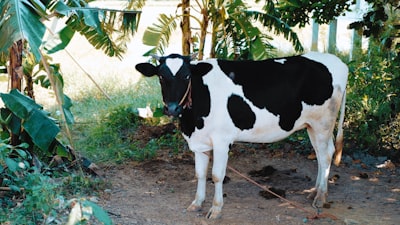 Identificación de vacas entre cámaras mediante aprendizaje de representaciones desenredadas