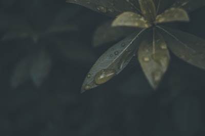 Cómo proporcionar la clave API a través de variables de entorno para Forem