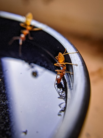 Errores de producción que los desarrolladores nunca ven localmente: causas y soluciones prácticas