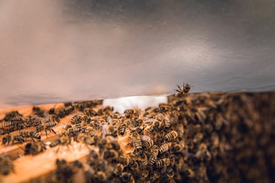  Cómo utilizar la API de Seedgream 4.5