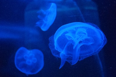 Científicos cultivan cerebros humanos miniatura para alimentar computadoras