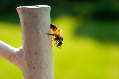  Detener la construcción de 