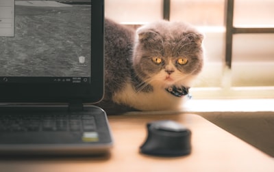 Cuando el software de gestión de clínicas veterinarias no es el adecuado