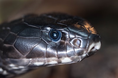 Python comienza 2026 en alza con nuevas herramientas, ganancias de velocidad y crecimiento del ecosistema