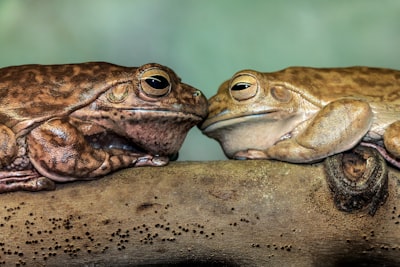 Pepeto vs Little Pepe: Analistas predicen cuál será el meme criptomoneda que liderará la corrida de 2025
