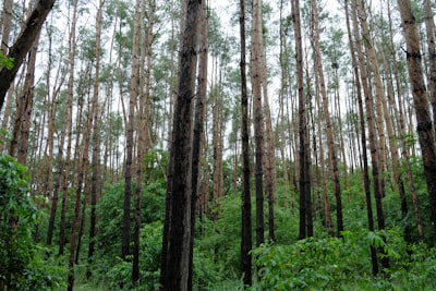 Minimización del riesgo máximo con Bosques Aleatorios